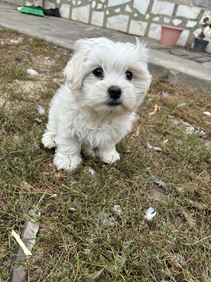 Băiețel bichon maltez  - imagine 2