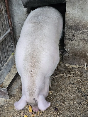 Porc de vânzare, nr. de telefon în deschidere - imagine 3