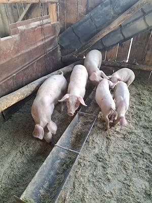 Vând purcei de 9 săptămâni 4 bucăți și 3 purcei de 12 săptămâni 