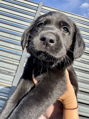 Femele Labrador de vanzare