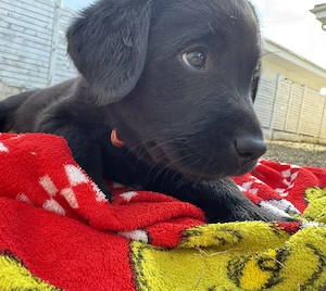 Femele Labrador de vanzare - imagine 3