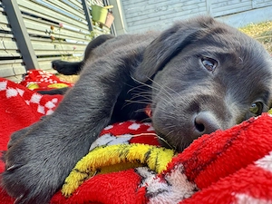 Femele Labrador de vanzare - imagine 4