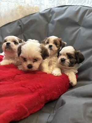 Vand pui Shih-Tzu - O luna jumate, fete - imagine 2