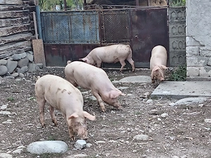 Vand porci - imagine 3