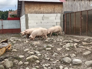 Vand porci