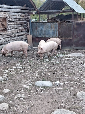 Vand porci - imagine 5