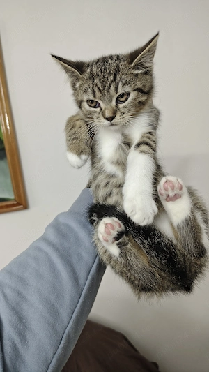 British Shorthair Mix  - imagine 3