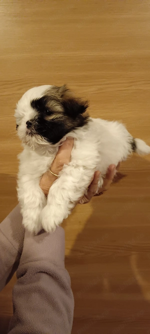 Shih tzu pui , cu carnețel, deparazitare și vaccinare. - imagine 3