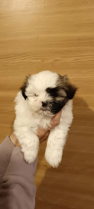 Shih tzu pui , cu carnețel, deparazitare și vaccinare. - imagine 2