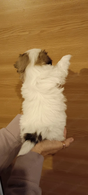 Shih tzu pui , cu carnețel, deparazitare și vaccinare. - imagine 4