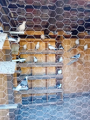 Jucatori de Galati tineret si maturi