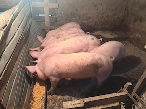 Porci crescuți natural in gospodarie - imagine 2