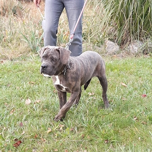 Fetita Cane C 4 luni - imagine 5