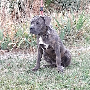 Fetita Cane C 4 luni - imagine 3