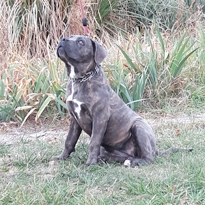 Fetita Cane C 4 luni