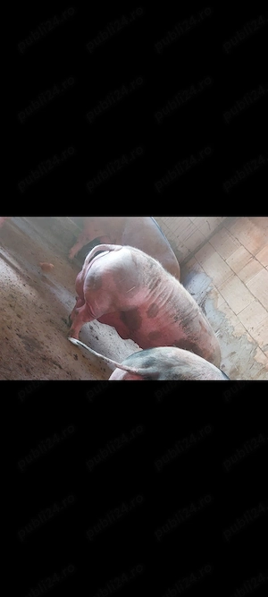 Fost vier pt sacrificat 300 kg - imagine 2