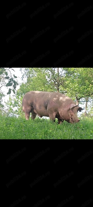 Fost vier pt sacrificat 300 kg