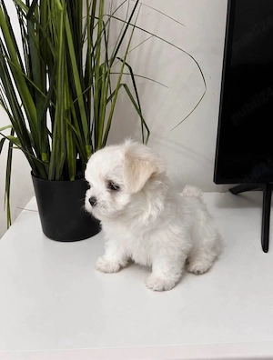 bichon mini toy ce mai mica talie 