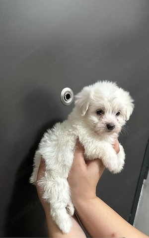 Bichon Maltese Toy  - imagine 4