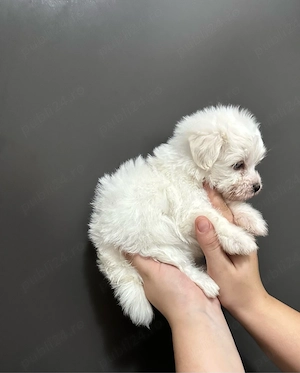 Bichon Maltese Toy  - imagine 2