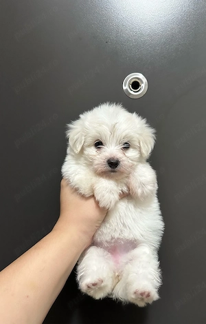 Bichon Maltese Toy 