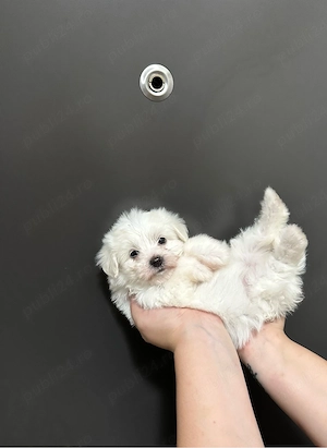 Bichon Maltese Toy  - imagine 3