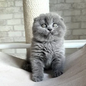 Scottish fold blue rasa pura asigur transport