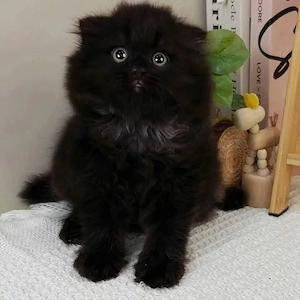 british shorthair scottish fold - imagine 4