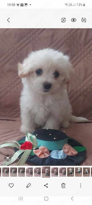 Catelusa Bishon Maltez talie mica - imagine 3