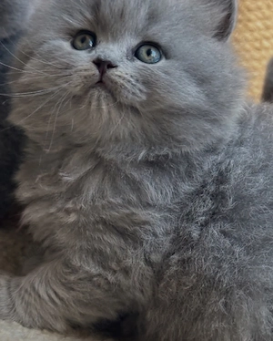 british shorthair scottish fold asigur transport  - imagine 5