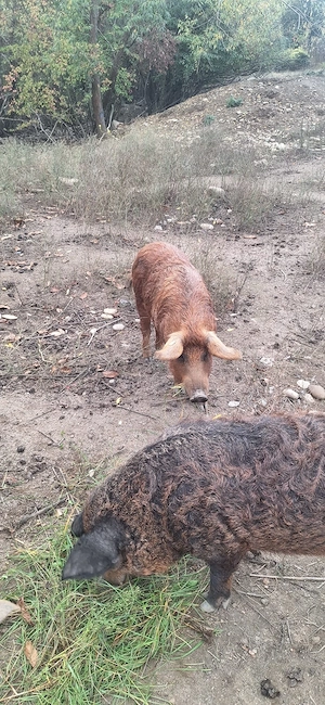Purcei si porci Mangalița de vanzare  - imagine 2