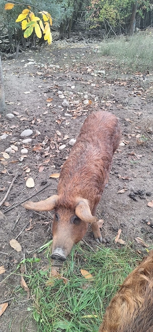 Purcei si porci Mangalița de vanzare  - imagine 4
