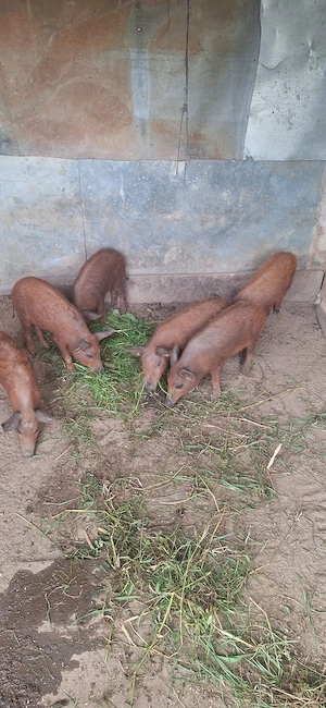 Purcei si porci Mangalița de vanzare 