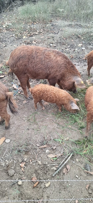Purcei si porci Mangalița de vanzare  - imagine 3