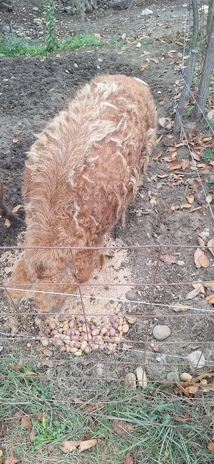Purcei si porci Mangalița de vanzare  - imagine 5