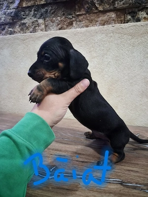Teckel negru cu pete de foc ! 