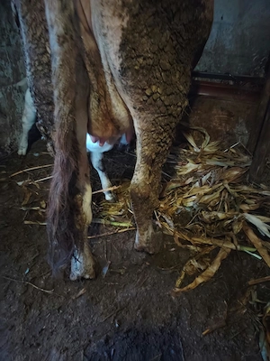 Vaca de la prima fătare Bruna de Maramureș  - imagine 4
