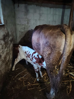 Vaca de la prima fătare Bruna de Maramureș 