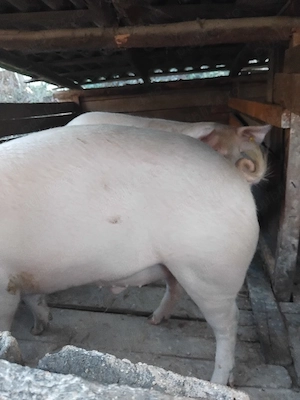 porci de vânzare  - imagine 2