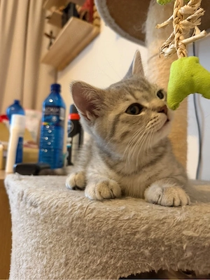 Puiuțe adorabile British - Scottish Shorthair, jucăușe și blânde (2 luni) - imagine 3