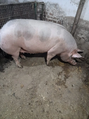 Vand porci - imagine 2