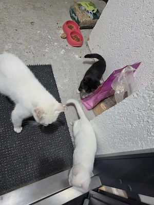 Donez 2 pui de pisică vârstă de 3 luni - imagine 2