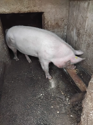 Porc Marele Alb - imagine 5