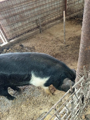 porci bazna pentru masa de crăciun  - imagine 5