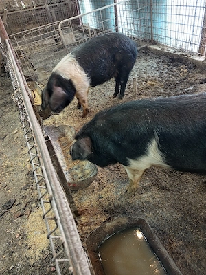 porci bazna pentru masa de crăciun  - imagine 2