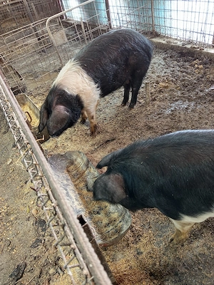 porci bazna pentru masa de crăciun  - imagine 4