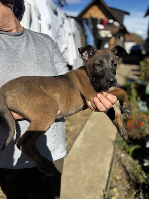 Căței Ciobănesc Malinois Belgian Deparazitați,vaccinați și Microcipați 