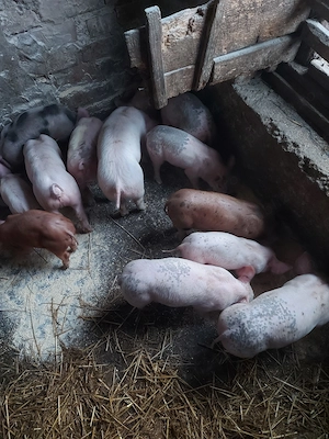 vand 10 purcei la 200 lei buc