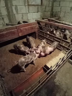 porci crescuți natural  - imagine 3
