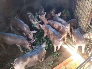 porci crescuți natural  - imagine 5